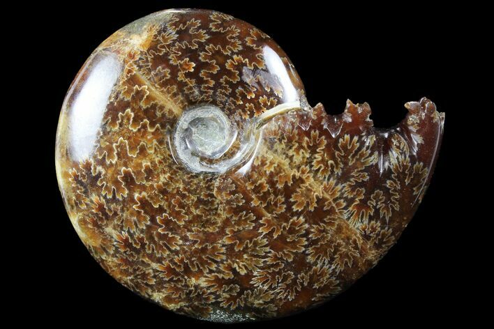 Polished, Agatized Ammonite (Cleoniceras) - Madagascar #94284